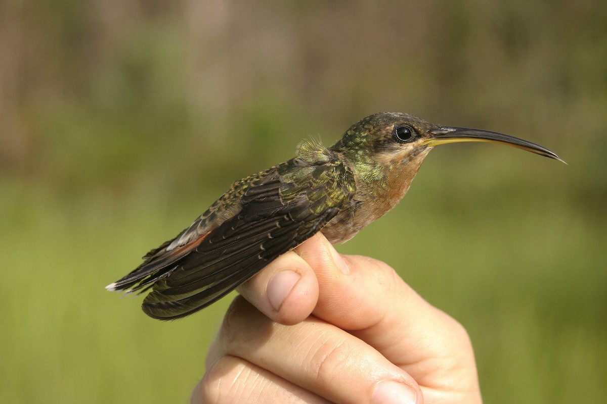 Rufous-breasted Hermit - ML220523881