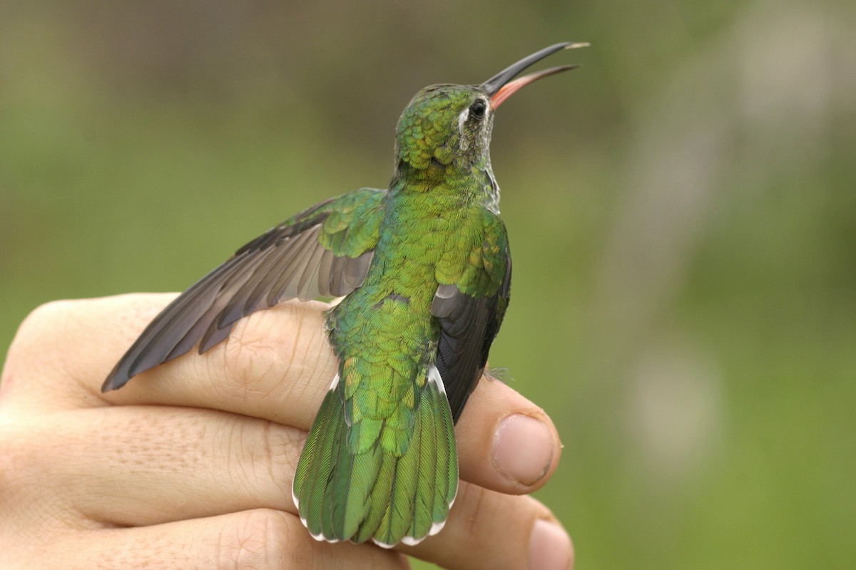 Green-tailed Goldenthroat - ML220524001