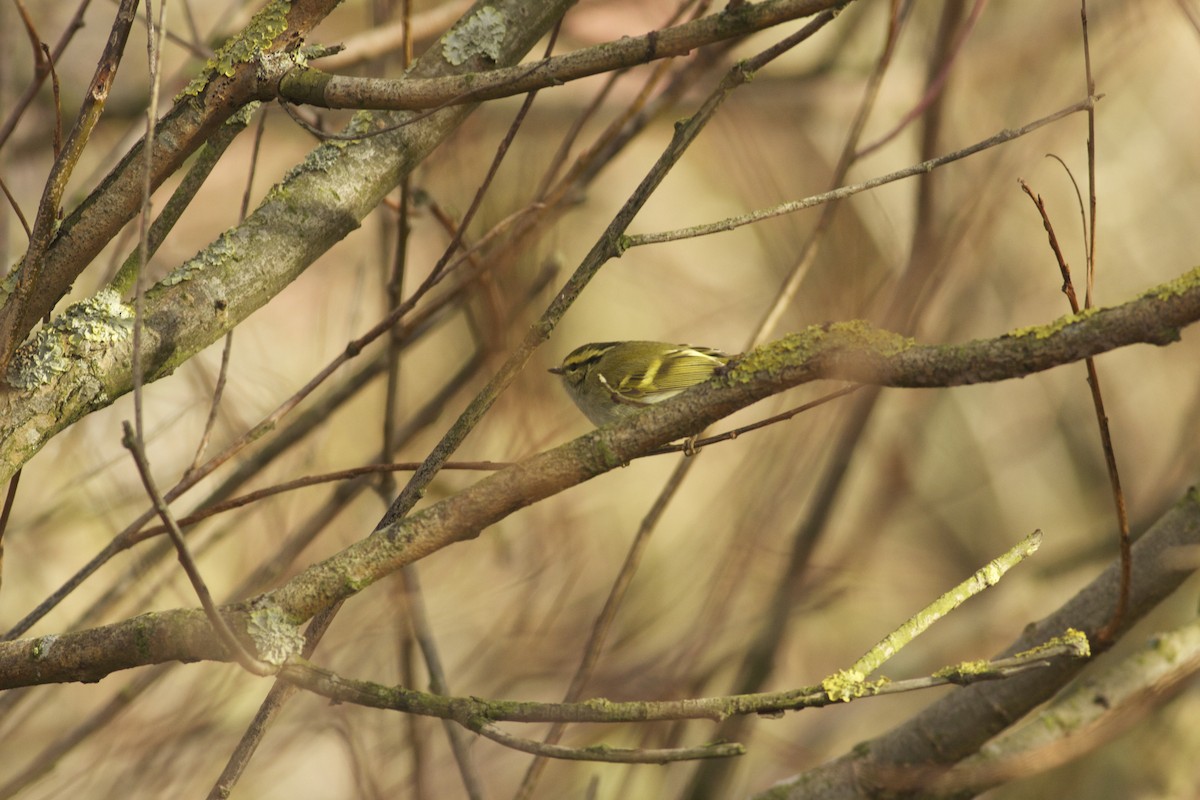 Pallas's Leaf Warbler - ML220524161