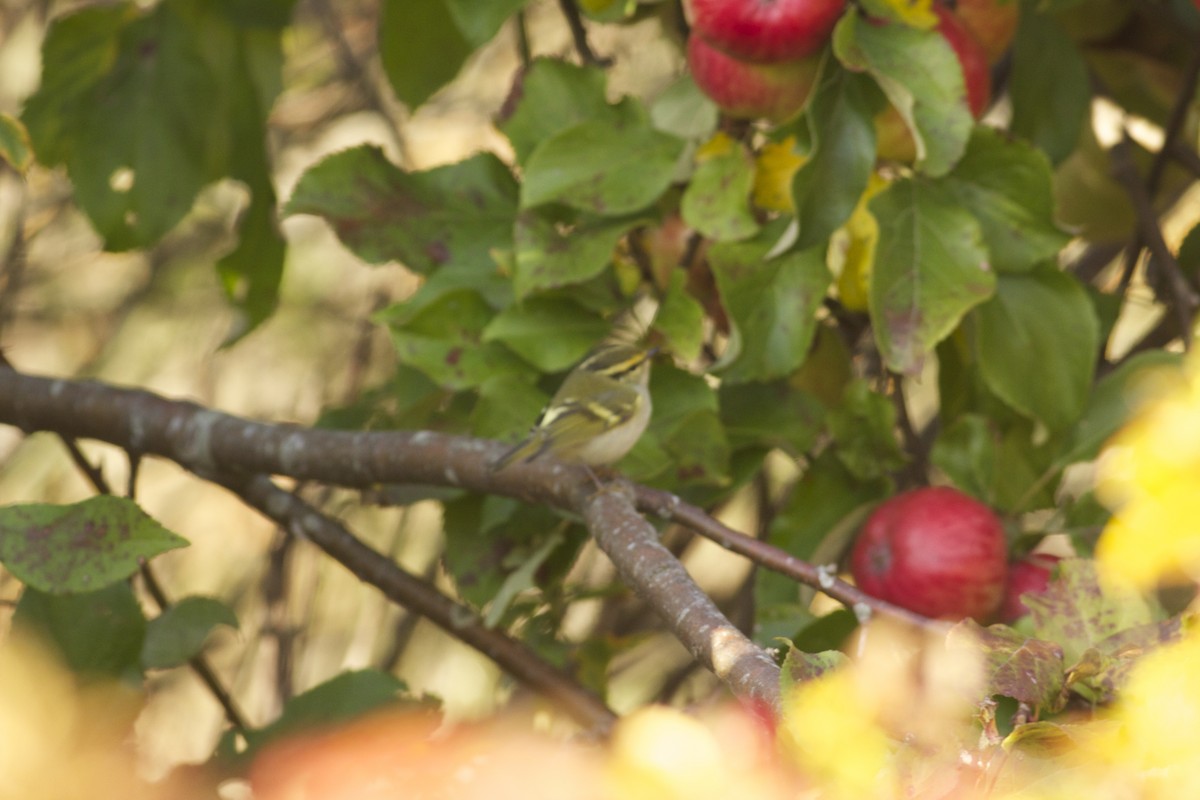 Pallas's Leaf Warbler - ML220524181