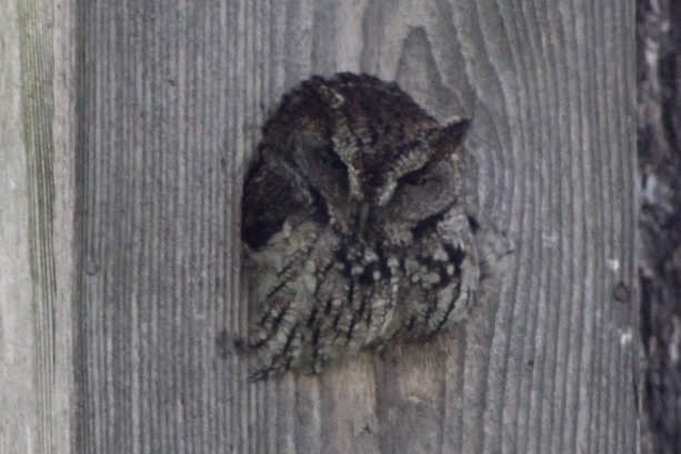 Western Screech-Owl - ML220524491