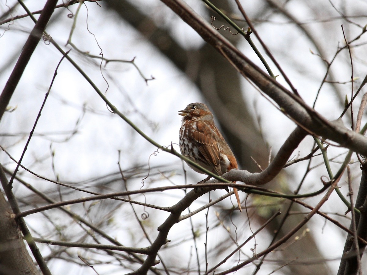 Fox Sparrow - ML220524771