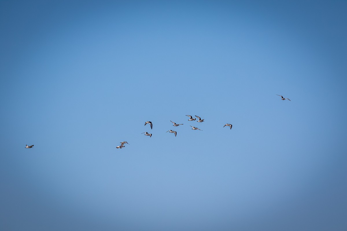 Eurasian Oystercatcher - ML220525111