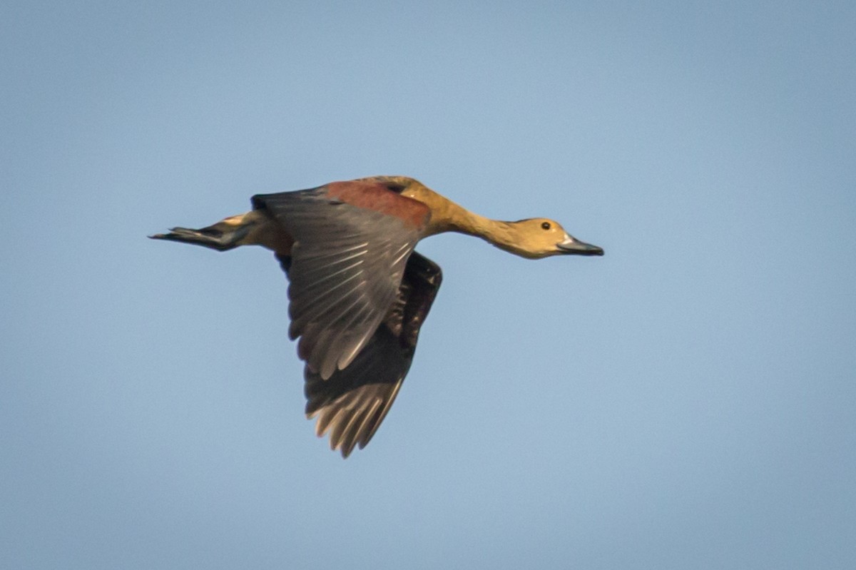 Lesser Whistling-Duck - ML220525161