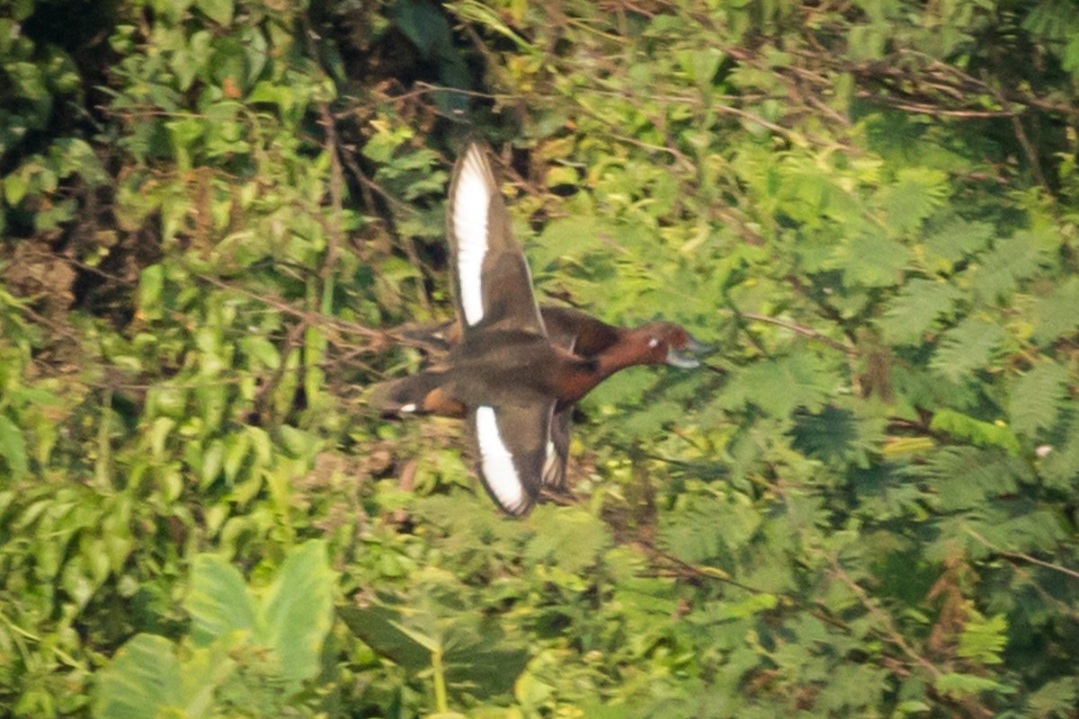 Ferruginous Duck - ML220525211