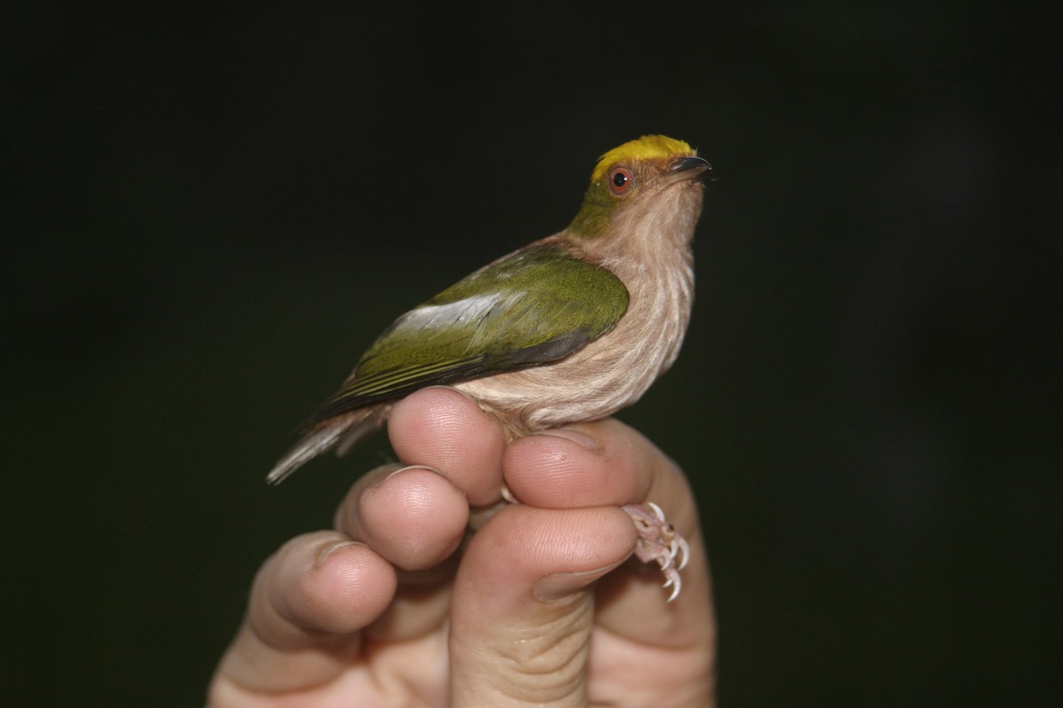 Fiery-capped Manakin - Joseph Tobias