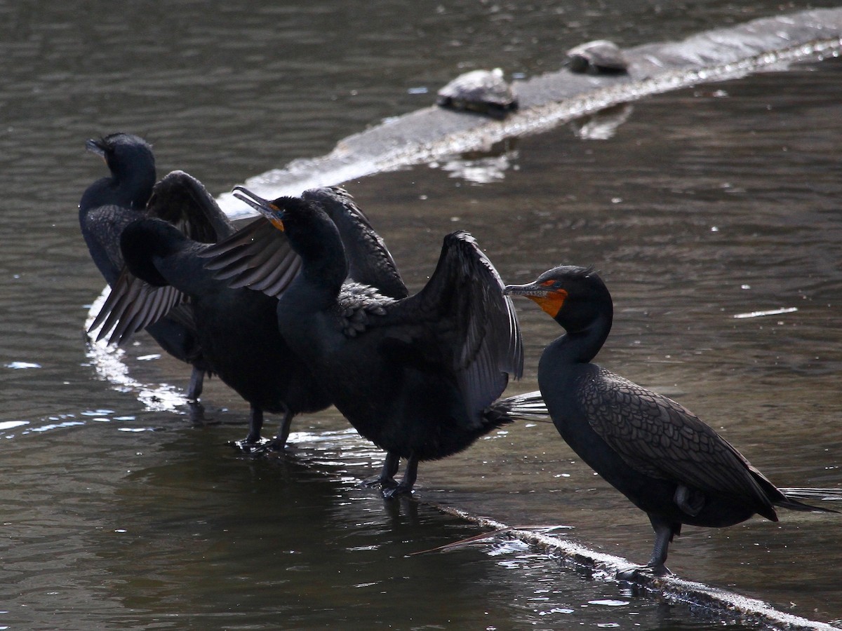 Double-crested Cormorant - ML220525261