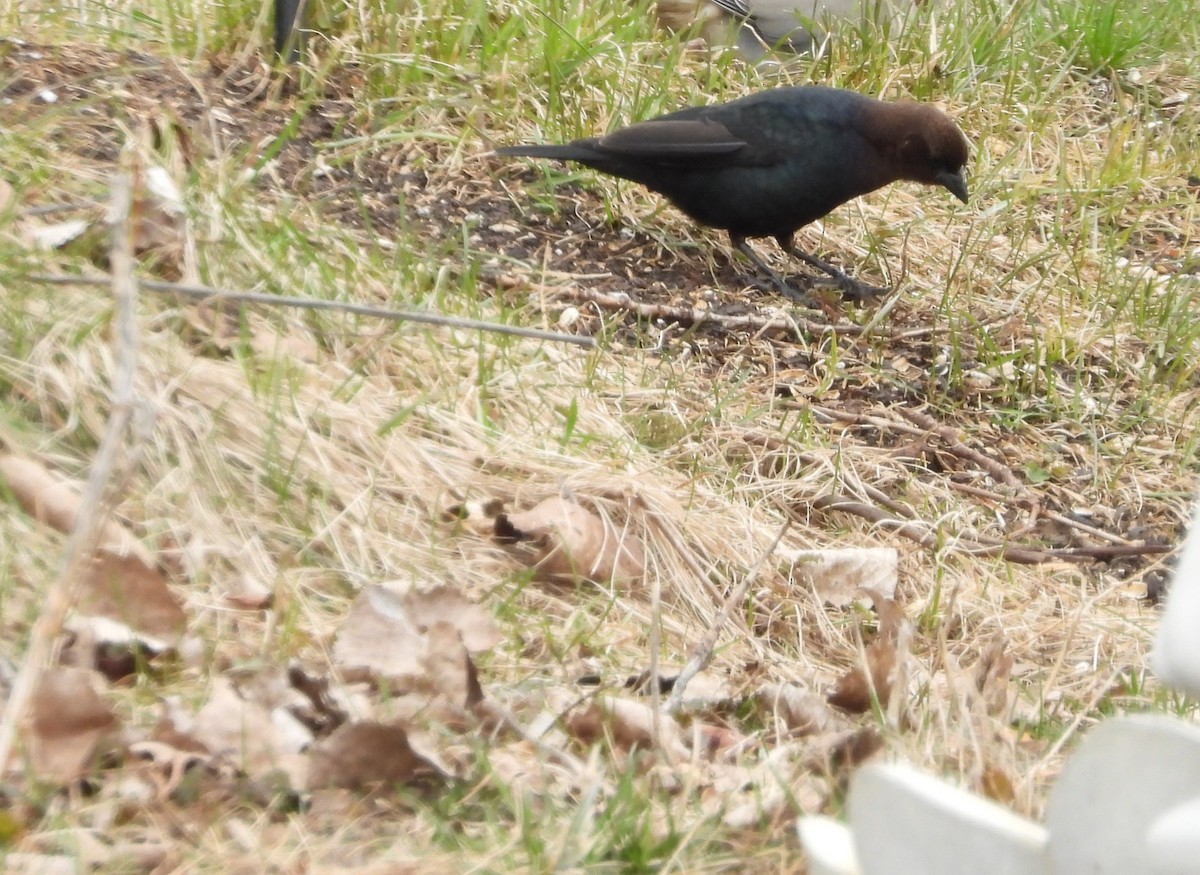 Brown-headed Cowbird - ML220525451