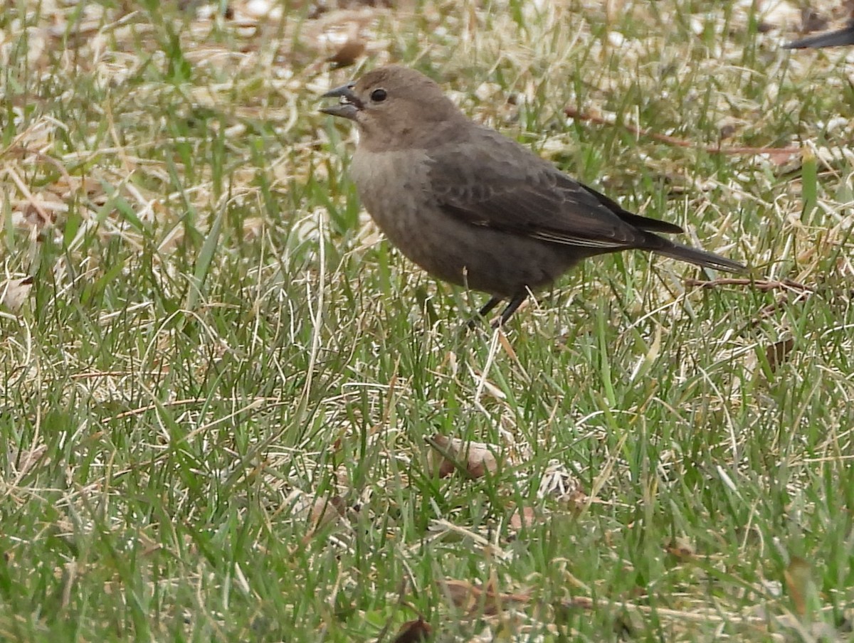 Brown-headed Cowbird - ML220525461