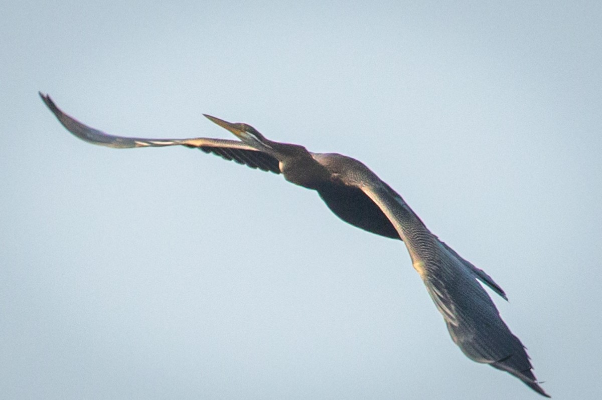 Anhinga Asiática - ML220525491