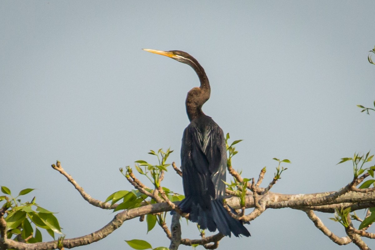 Oriental Darter - ML220525501