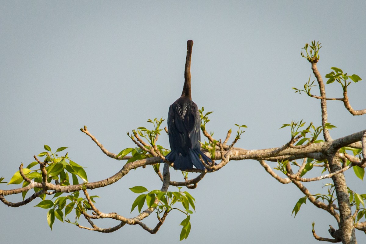 Anhinga Asiática - ML220525511