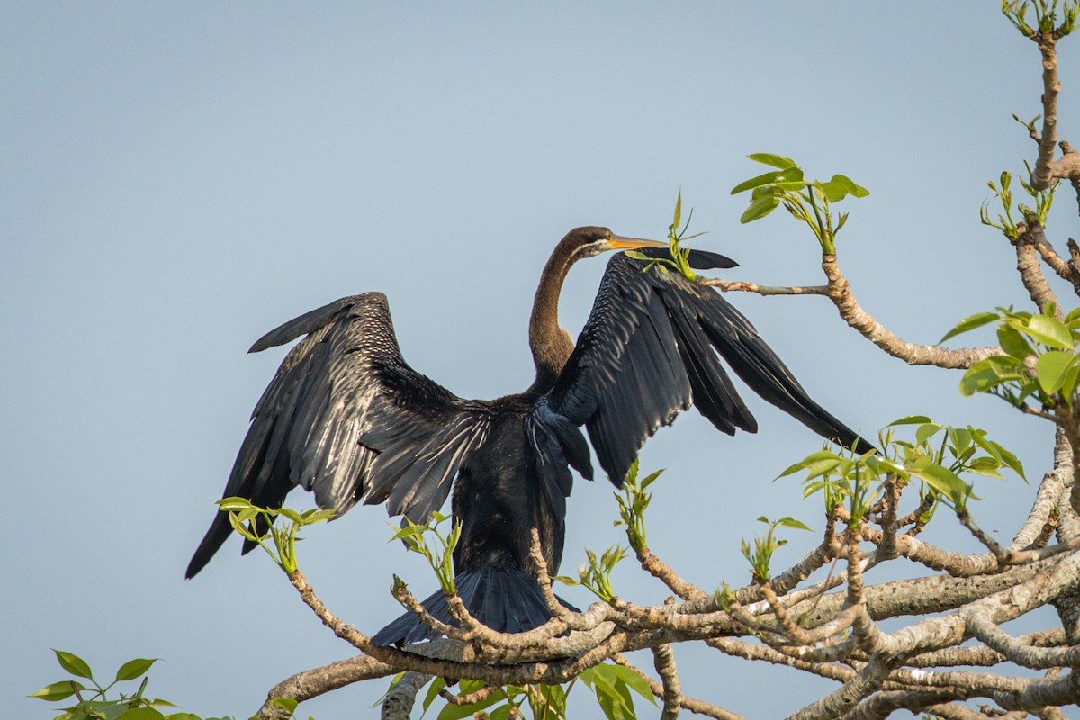 Anhinga Asiática - ML220525521