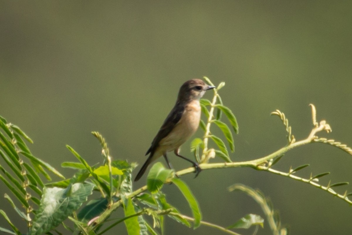 Amur Stonechat - ML220525621