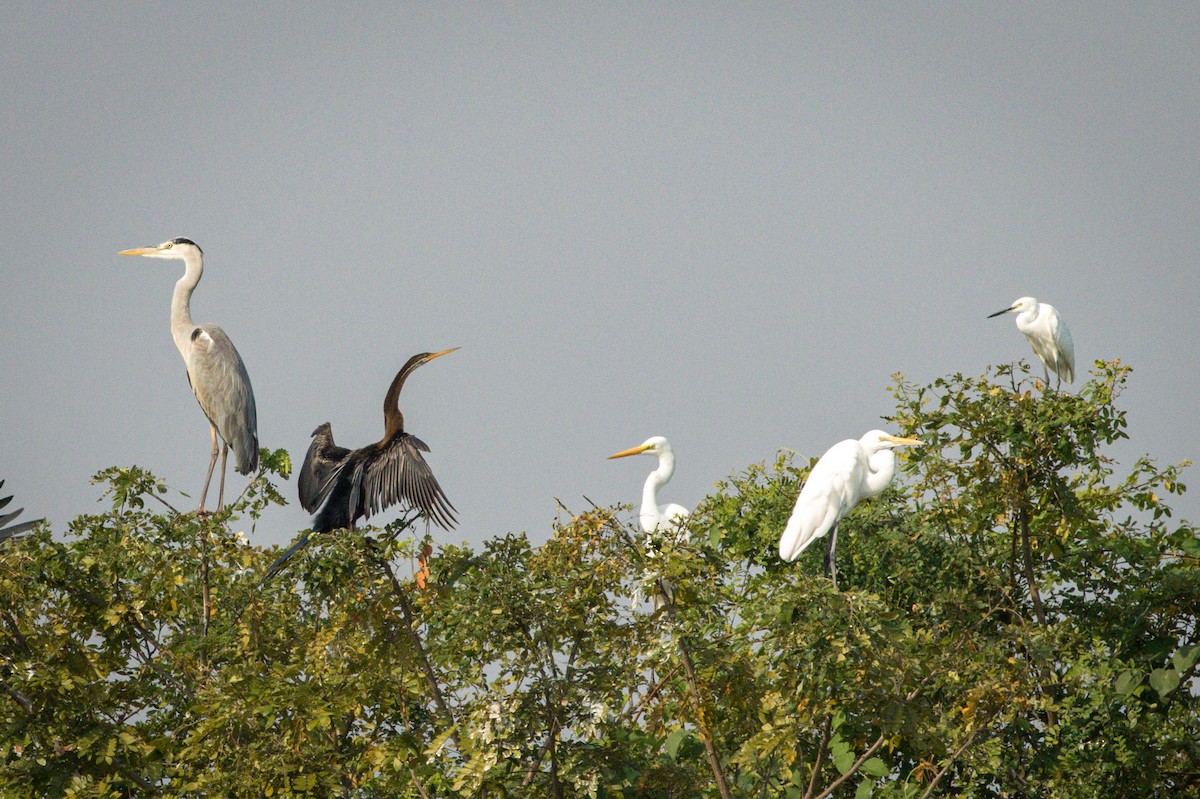 Gray Heron - ML220525801