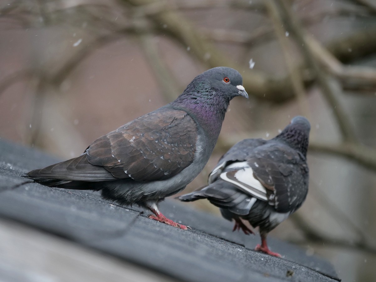 Rock Pigeon (Feral Pigeon) - Rob Edsall