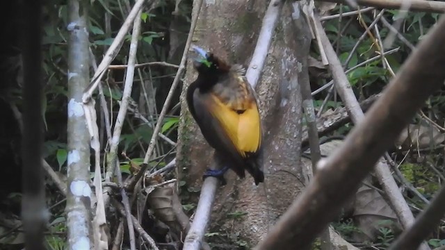 Magnificent Bird-of-Paradise - ML220526391