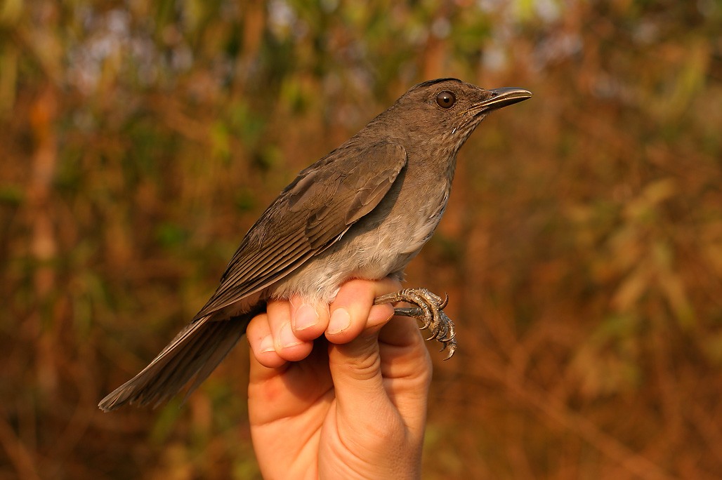 Campina Thrush - ML220527011