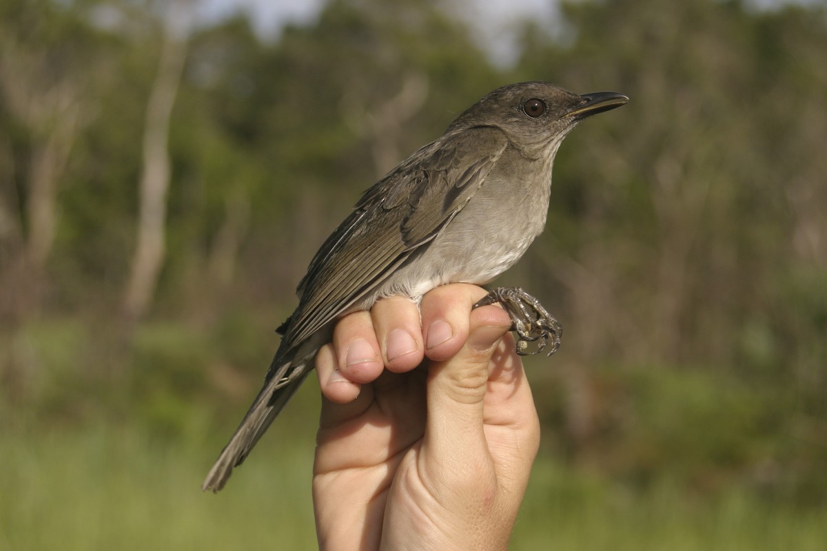 Campina Thrush - Joseph Tobias