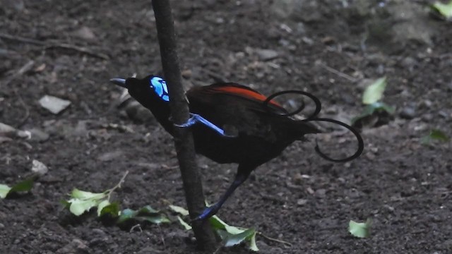 Wilson's Bird-of-Paradise - ML220527651