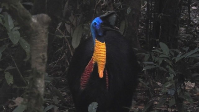 Northern Cassowary - ML220529591