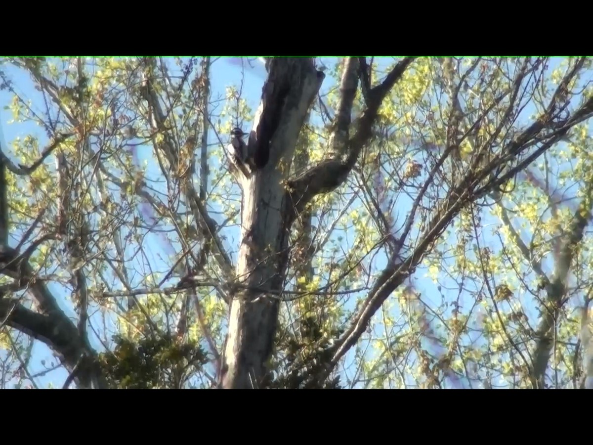 Hairy Woodpecker - ML220530751