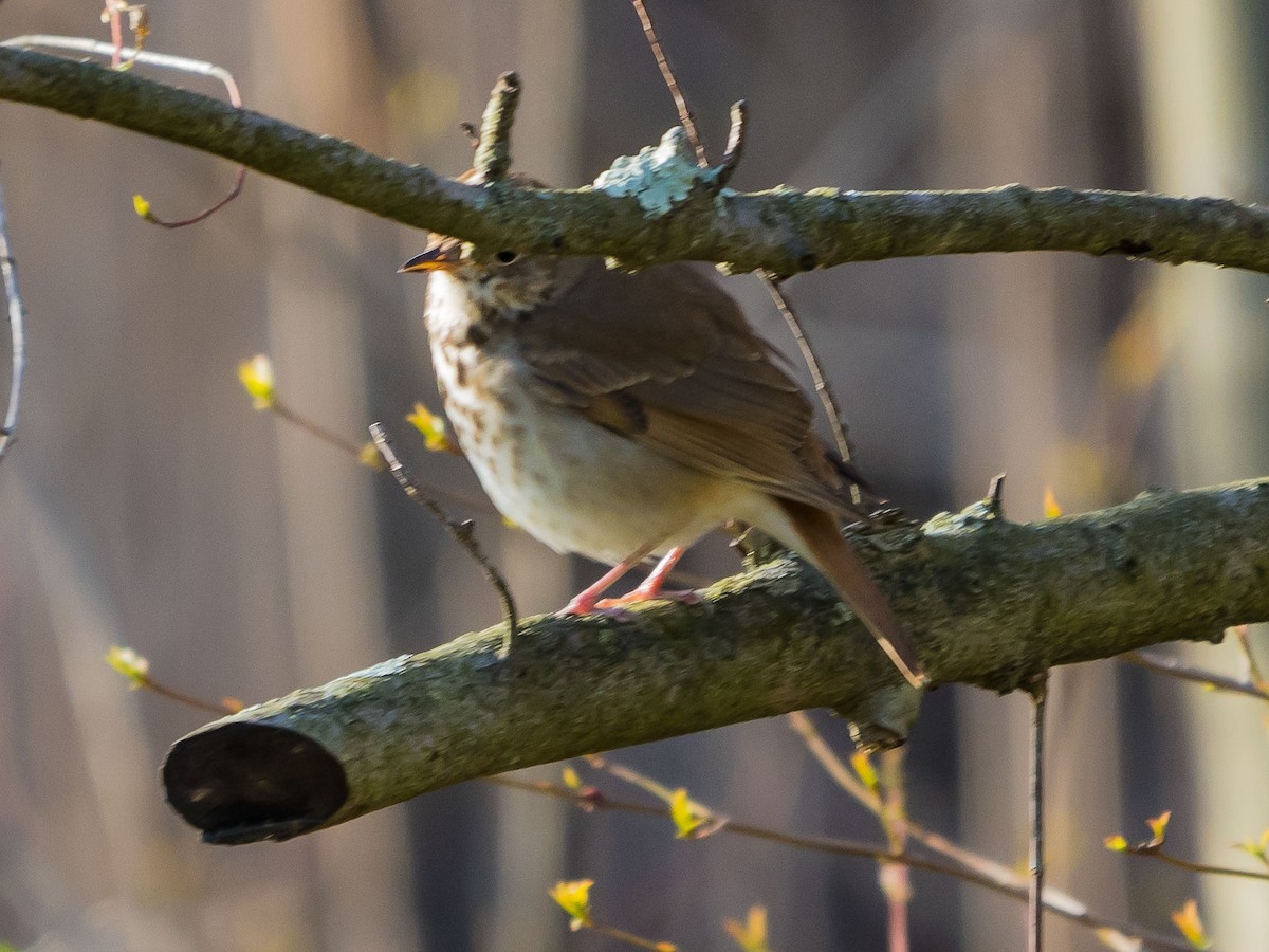thrush sp. - ML220532811