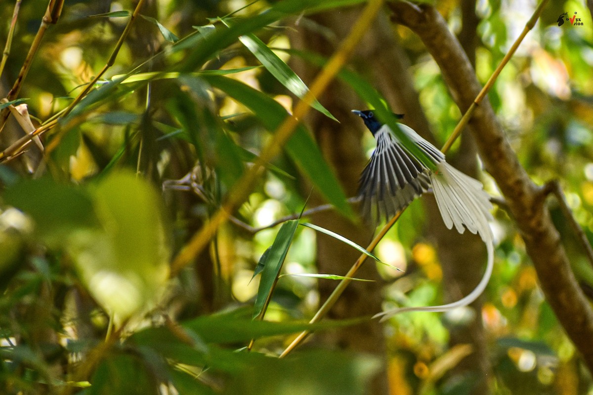 Indian Paradise-Flycatcher - ML220533031