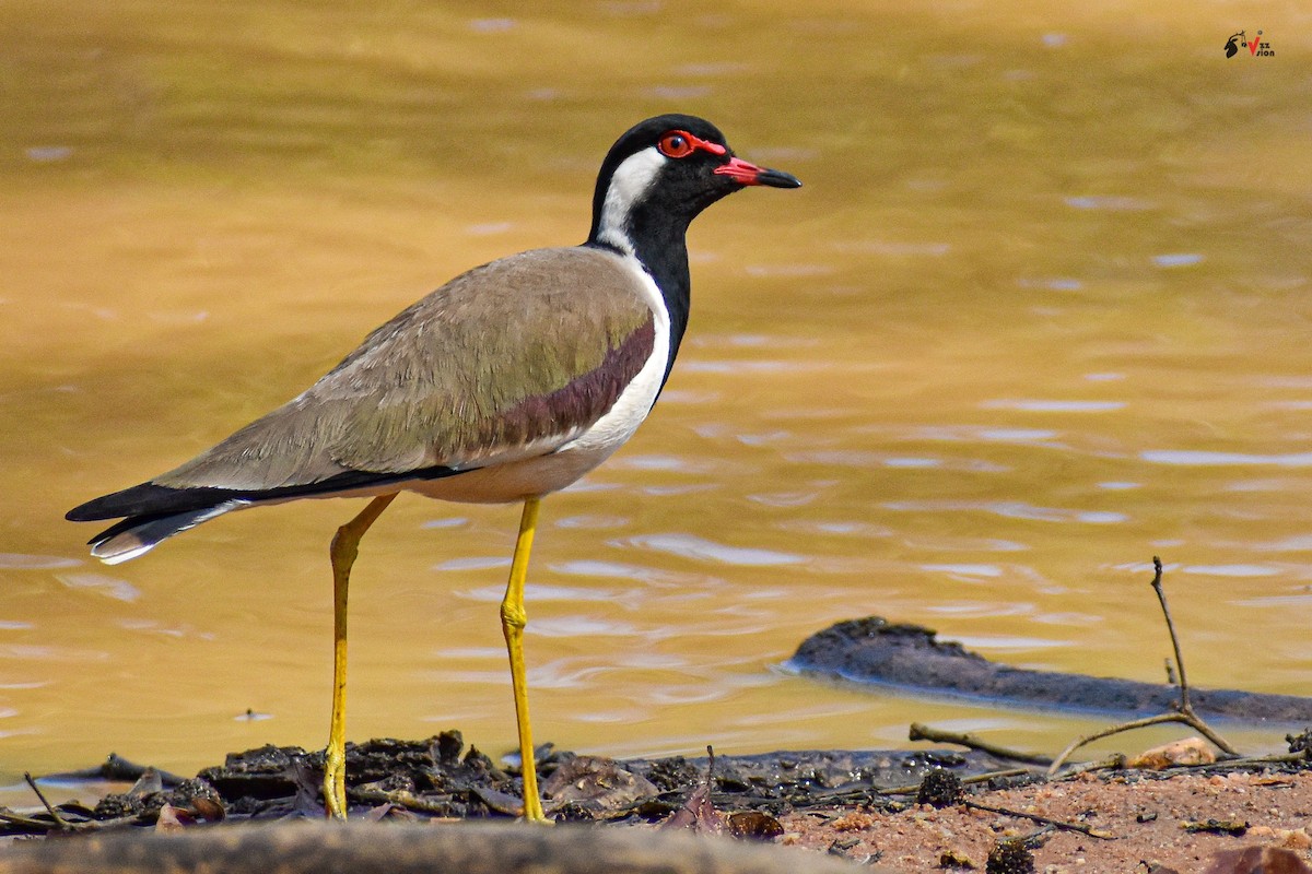 Red-wattled Lapwing - ML220533301