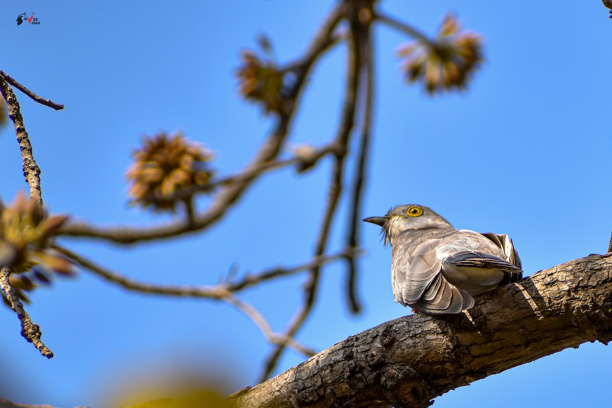 Common Hawk-Cuckoo - ML220533441