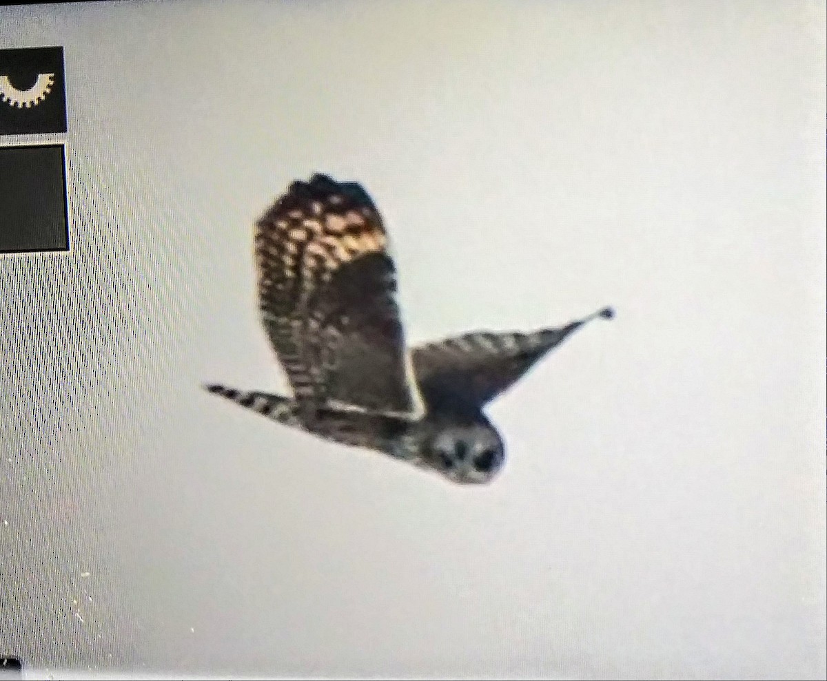 Short-eared Owl - Scott Diedrich