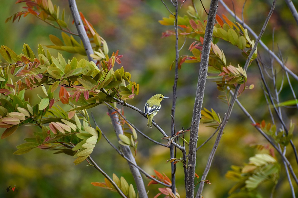 Common Iora - ML220533701