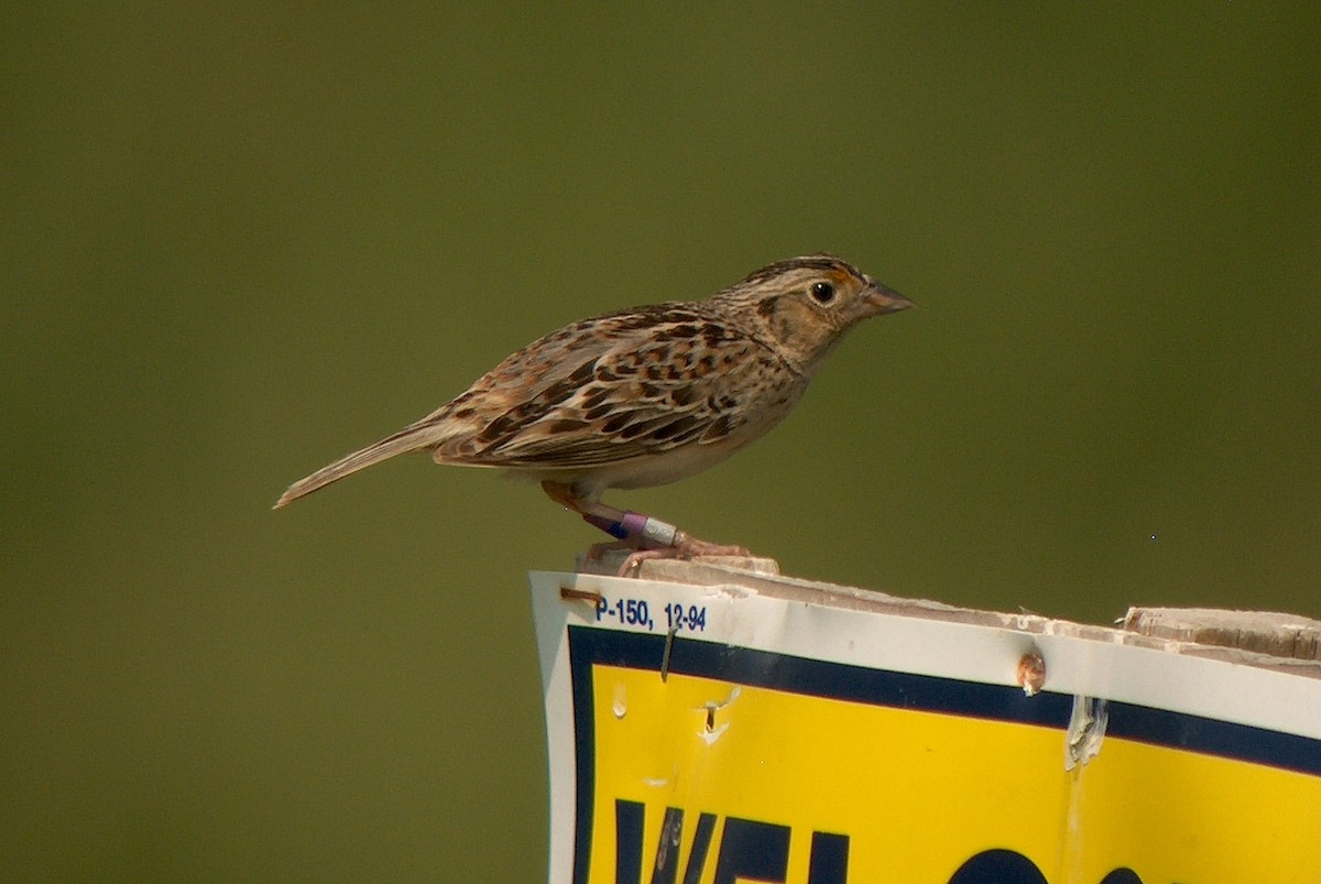 Grasshopper Sparrow - ML220534601