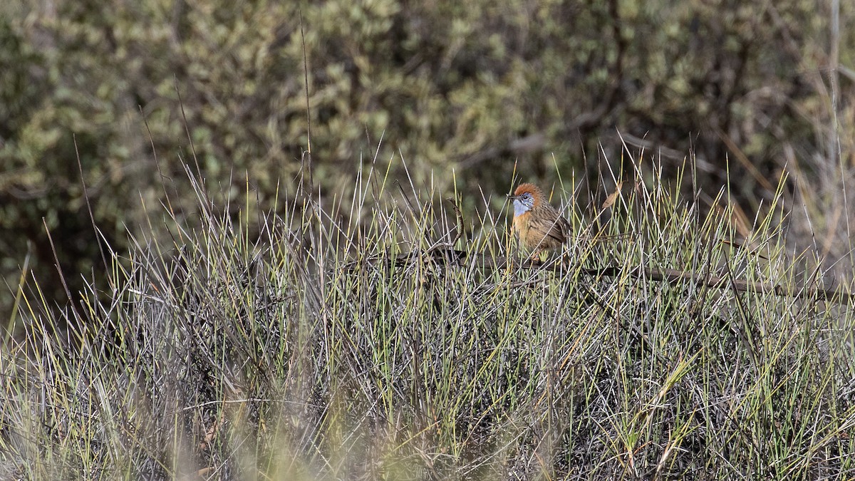 Queue-de-gaze du mallee - ML220534711