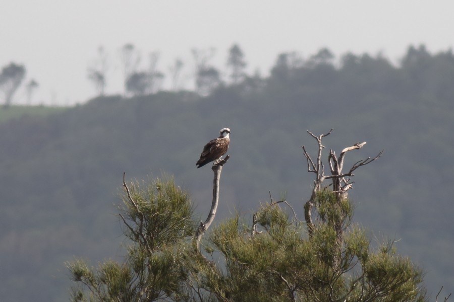 Osprey (Australasian) - ML220535241