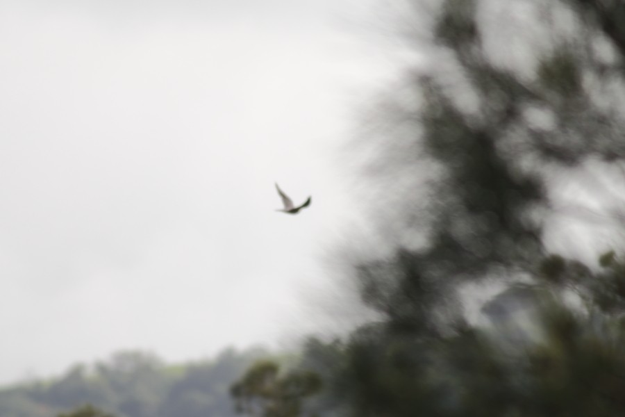 Australian Hobby - ML220535301