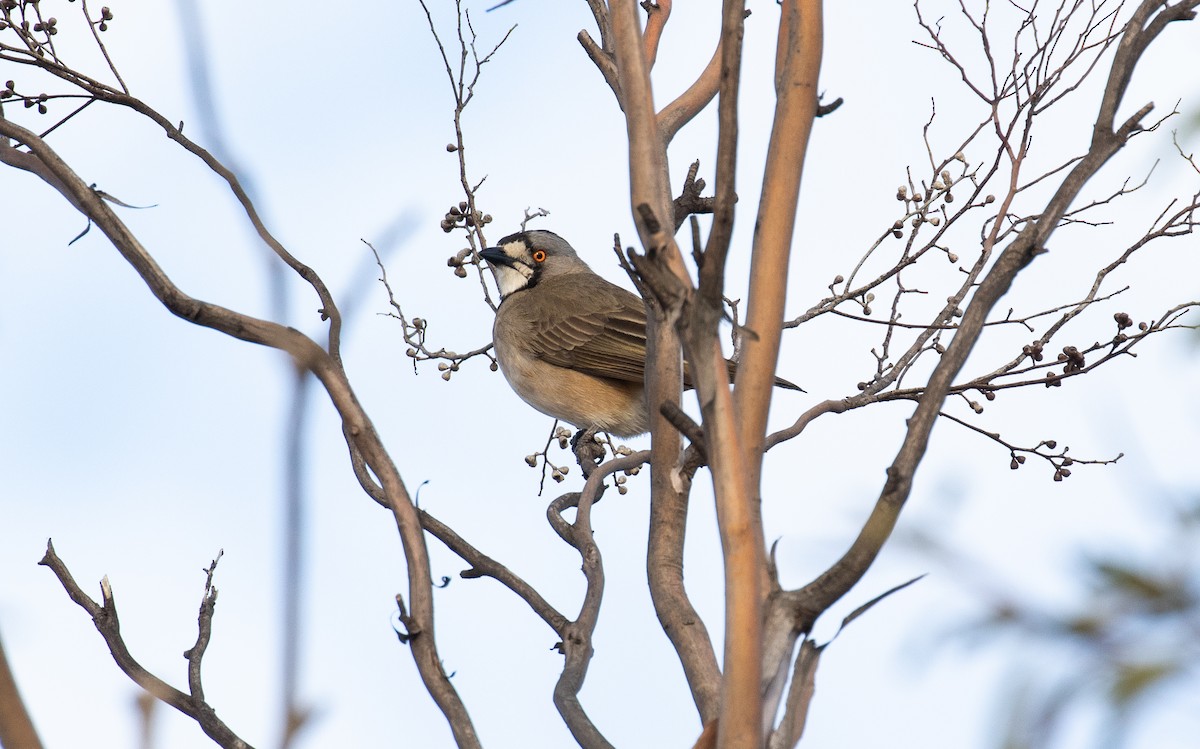 Crested Bellbird - James Kennerley