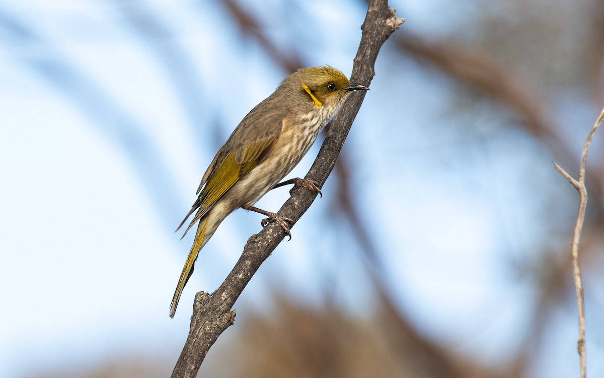 Yellow-plumed Honeyeater - ML220535581