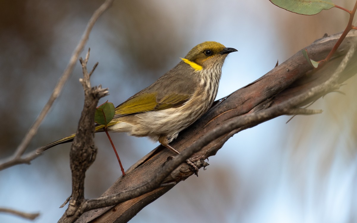 Yellow-plumed Honeyeater - James Kennerley