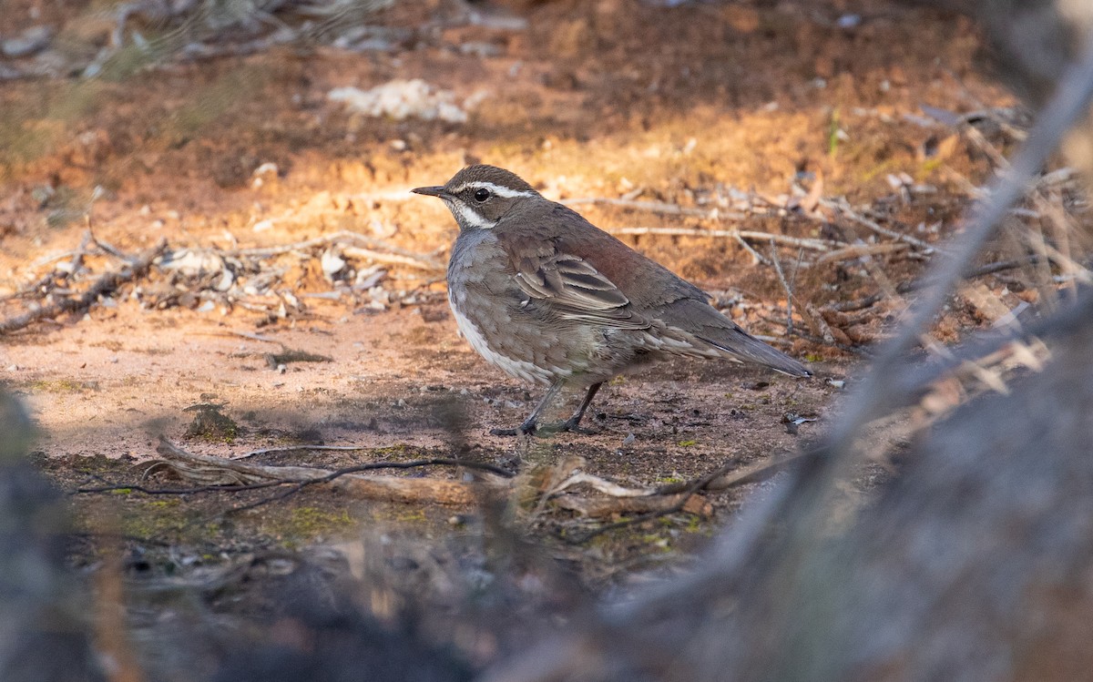 Chestnut Quail-thrush - ML220535781