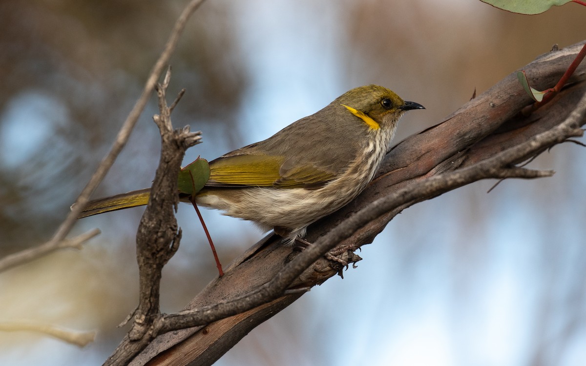 Yellow-plumed Honeyeater - James Kennerley