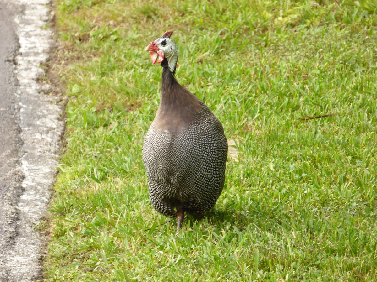 Helmeted Guineafowl - ML22053581