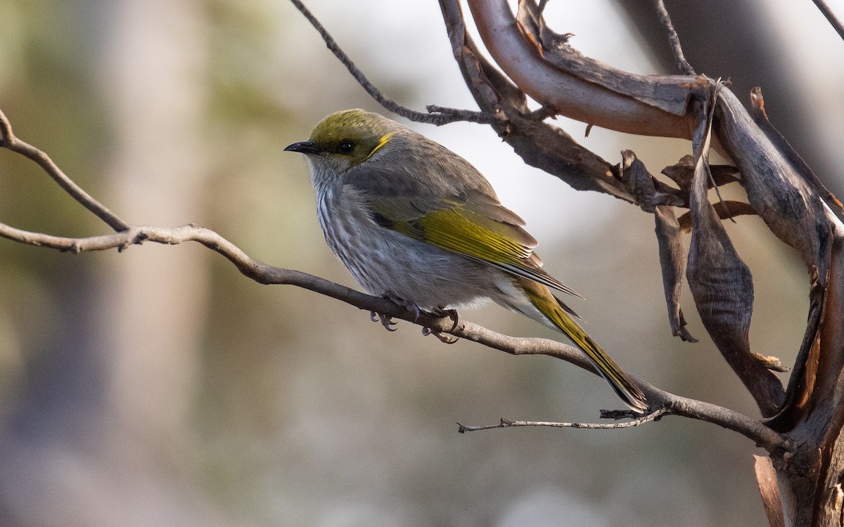 Yellow-plumed Honeyeater - ML220535821