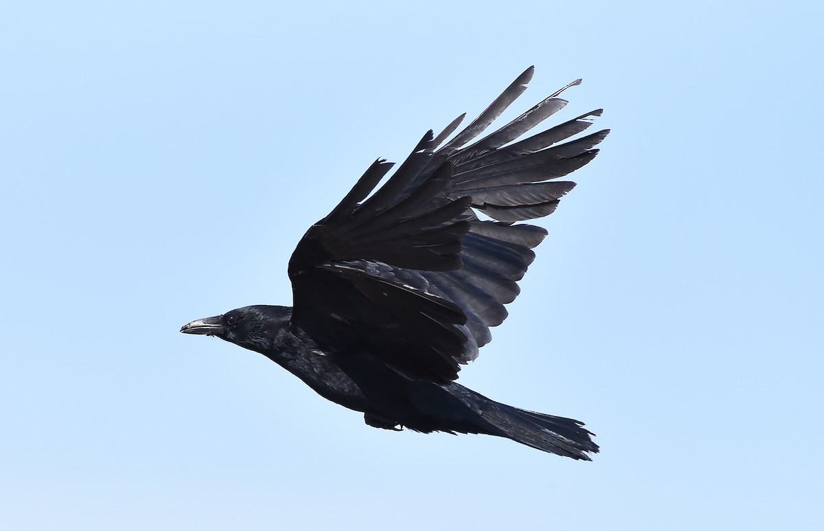 Carrion Crow - ML220535921