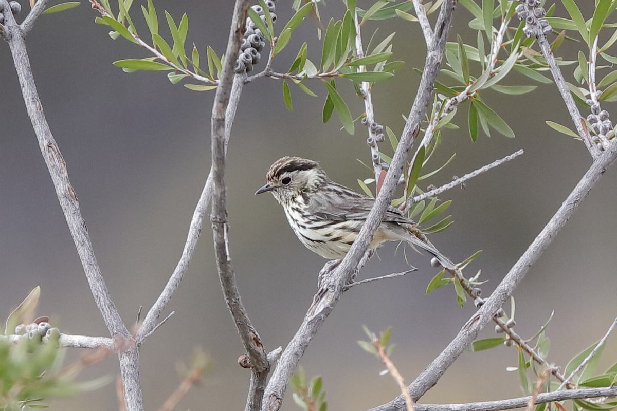 Speckled Warbler - Holger Teichmann