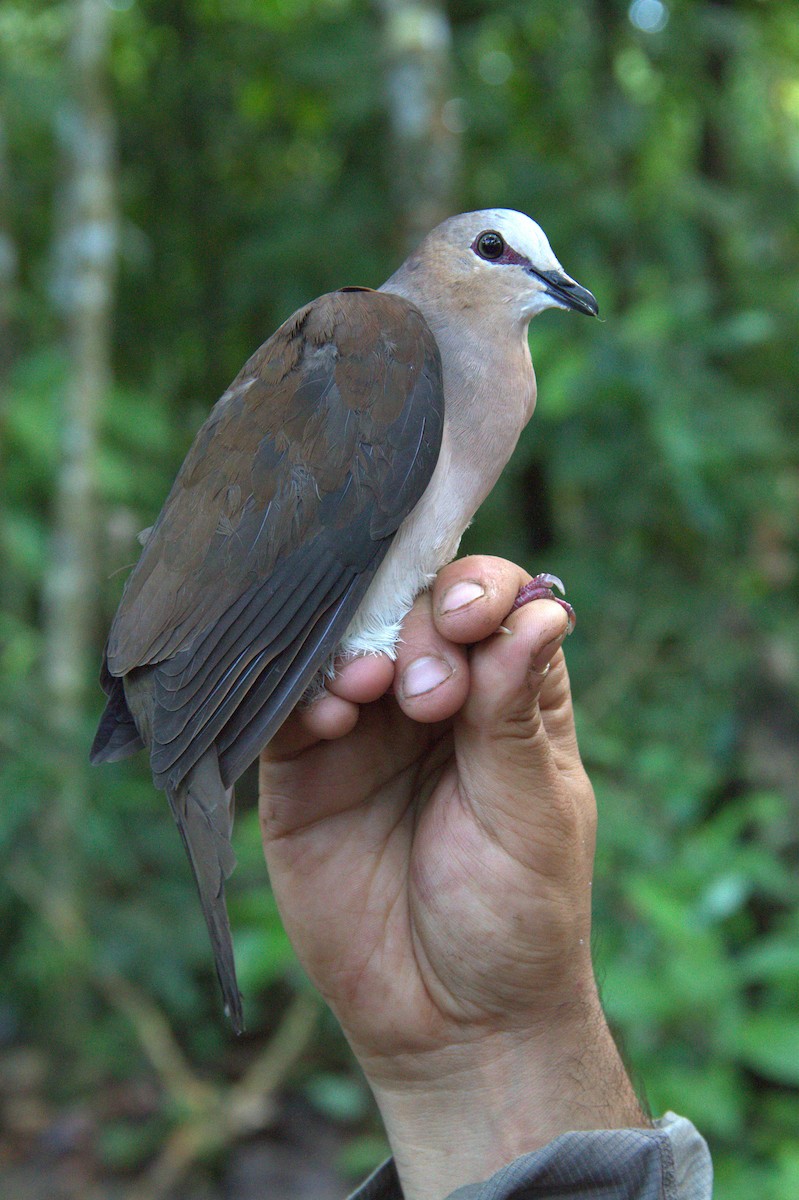 Gray-fronted Dove - ML220536751