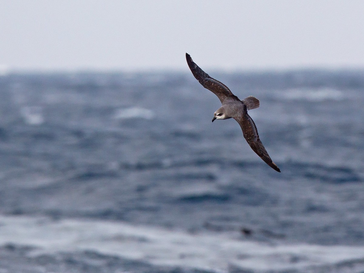 Soft-plumaged Petrel - Niall D Perrins