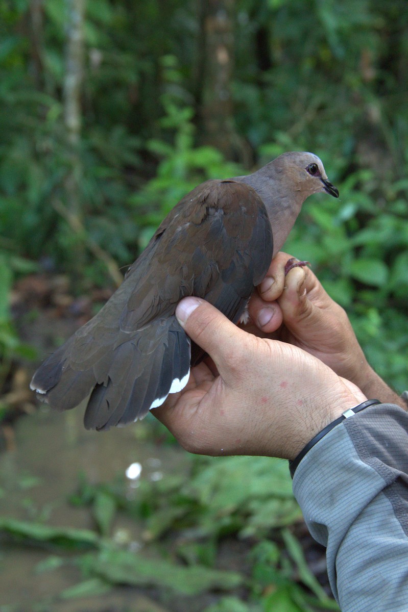Gray-fronted Dove - ML220536811