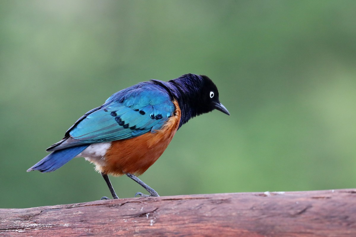 Superb Starling - ML220536841