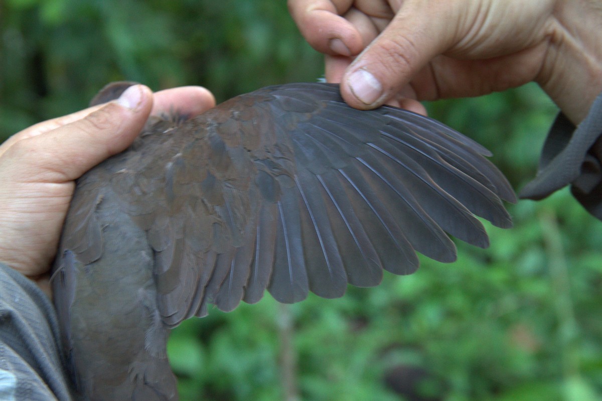Gray-fronted Dove - ML220536861
